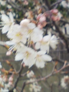 桜が咲きました　ウキウキします♪