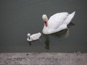 愛らしい白鳥の親子