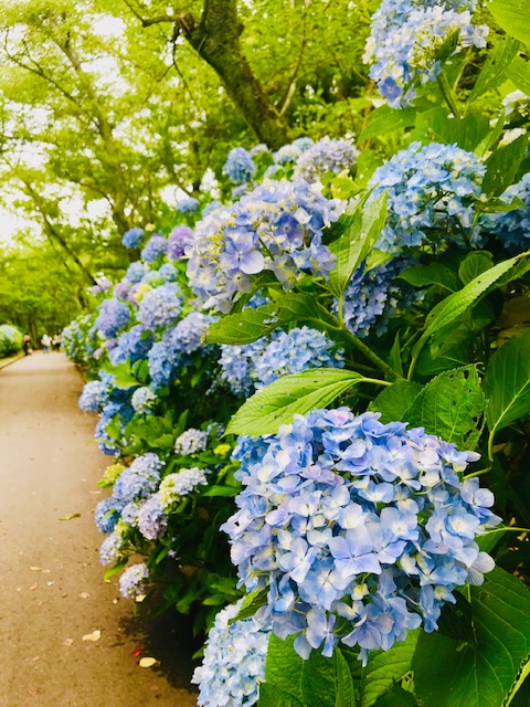 桜の時期ではありませんが